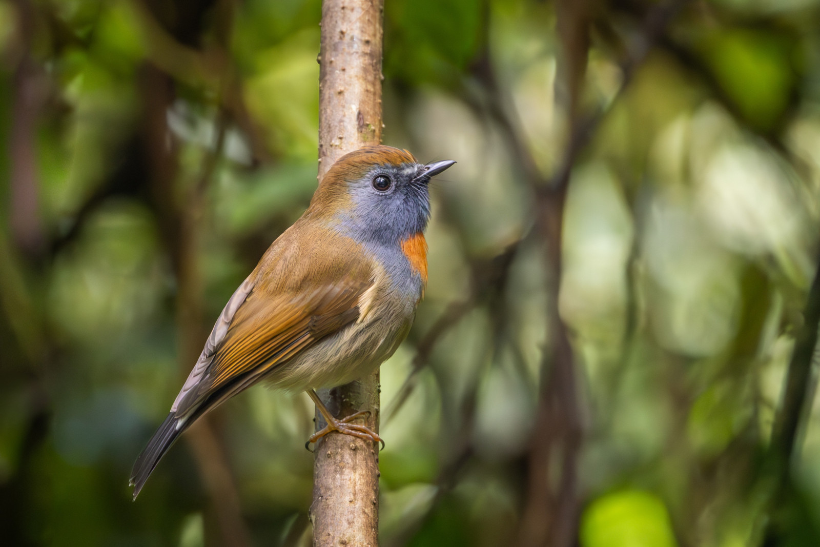 image Rufous-gorgeted Flycatcher
